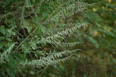 Artemisia nilagirica